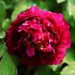 Пион древовидный (привитый на пион травянистый)