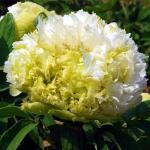 Пион древовидный (привитый на пион травянистый) Люкс