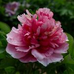 Пион древовидный (привитый на пион травянистый)