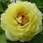 Пион древовидный (привитый на пион травянистый) Люкс