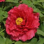 Пион древовидный (привитый на пион травянистый)