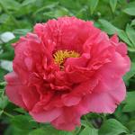 Пион древовидный (привитый на пион травянистый)