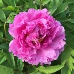 Пион древовидный (привитый на пион травянистый)