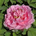 Пион древовидный (привитый на пион травянистый)