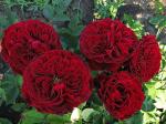 Саженец Английские кустовые розы Тесс (Tess)