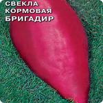 Свекла кормовая сорт БРИГАДИР (цена за мешок 10кг.) без скидок
