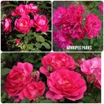 Саженец роза Шрабы Виннипег Паркс (Winnipeg Parks)