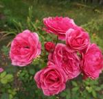 Саженец розы Шрабы Морден Руби (Morden Ruby)