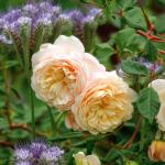 Саженец английские кустовые Крокус Роуз (Crocus Rose)