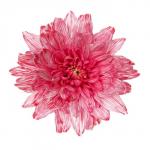 Краситель флористический, для цветов, розовый, 300 мл