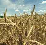 Пшеница  мягкая яровая Лада 0,5кг