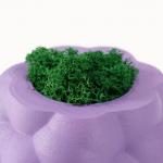 Кашпо бетонное "Пузырьки" со мхом фиолетовый 8х8х5см (мох зеленый стабилизированный)