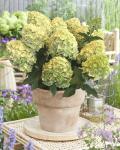 Гортензия метельчатая Гарденлайт Лемонлайт/Hydrangea paniculata Lemonlight 'Gardenlight'