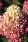 Гортензия метельчатая Гарденлайт Пинклайт/Hydrangea paniculata Pinklight 'Gardenlight'