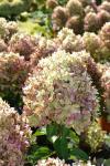 Гортензия метельчатая Гарденлайт Икс Эс Лайт/Hydrangea paniculata XS Light 'Gardenlight'