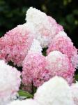 Гортензия метельчатая Пинк энд Роуз/Hydrangea paniculata Pink & Rose