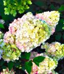 Гортензия метельчатая Сандае Фрайз/Hydrangea paniculata Sundea Fraise