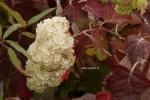 Гортензия дуболистная Блэк Порч/Hydrangea quercifolia Black Porch