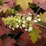 Гортензия дуболистная Бургунди/Hydrangea quercifolia Burgundy