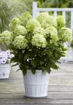 Гортензия метельчатая Гарденлайт Уайтлайт/Hydrangea paniculata Whitelight 'Gardenlight'