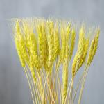 Сухой колос пшеницы, набор 50 шт., цвет жёлтый