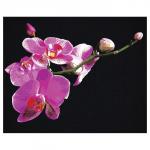 Картина по номерам на черном холсте «Цветы орхидеи», 40 * 50 см