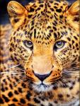 Набор "Взгляд леопарда"