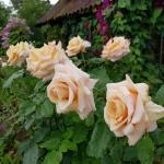 Саженец роза Пол Рикард (Paul Ricard)