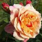 Саженец роза Карамелла (Caramel)