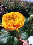 Саженец роза Оранж Рива (Orange Reeva)