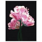 Картина по номерам на черном холсте «Розовые цветы», 30 * 40 см