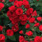 роза плетистая