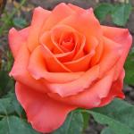 Роза чайно-гибридная «Вау»