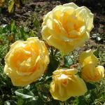Роза чайно-гибридная «Беатрис»