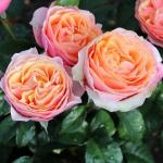 Роза чайно-гибридная «Эдит»