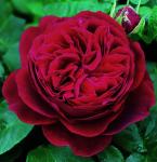 Роза чайно-гибридная «Дарси»