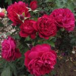 Роза чайно-гибридная «Дарси»