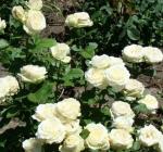 Роза чайно-гибридная «Аваланж»