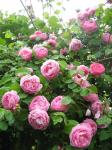 Английские кустовые розы  Констанс (Constance)