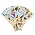 Развивающие карточки «Животные», 64 карточки