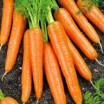 Морковь Вероника 1г (2170)