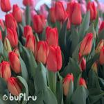 Тюльпан Lalibela (5 луковиц)
