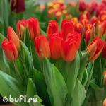 Тюльпан Lalibela (5 луковиц)