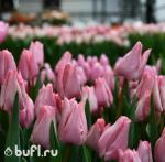 Тюльпан Lasergame (5 луковиц)