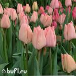 Тюльпан Lasergame (5 луковиц)