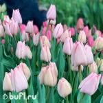 Тюльпан Lasergame (5 луковиц)