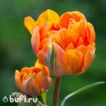 Тюльпан Lorenzo (5 луковиц)