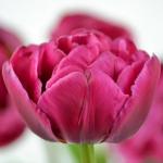 Тюльпан Margarita (5 луковиц)