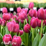 Тюльпан Margarita (5 луковиц)