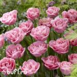 Тюльпан Mariage (5 луковиц)